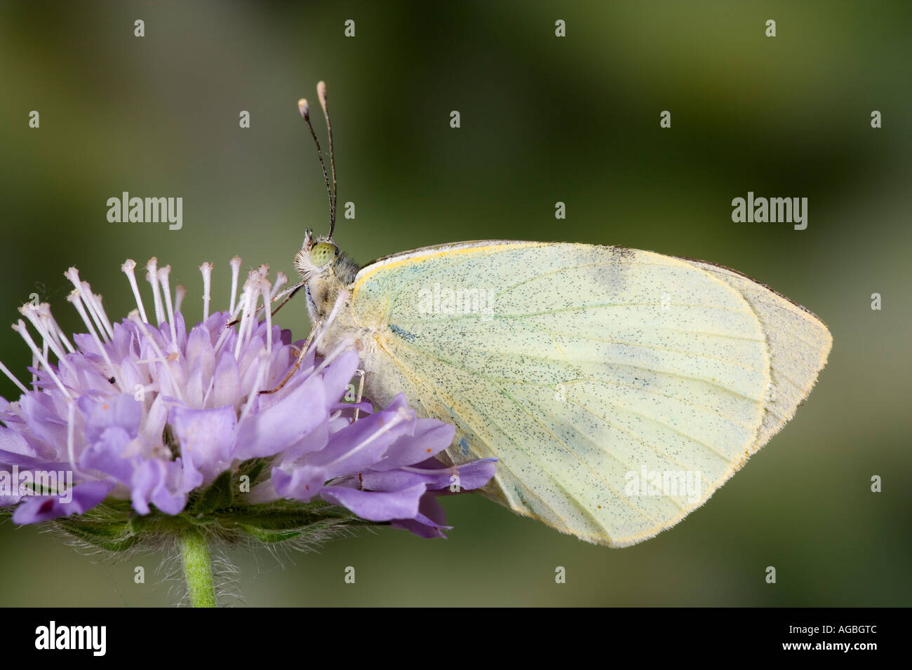 Pieris brassicae Large White au repos sur l'herbe tête montrant marquages et Potton détail Bedfordshire Banque D'Images