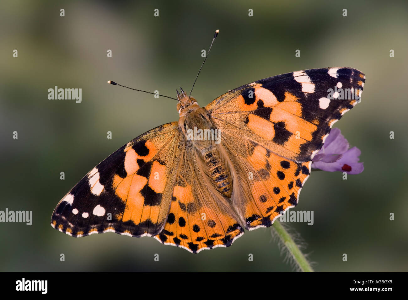 La Belle Dame Vanessa cardui sur Knautia arvensis Field Scabious avec les ailes ouvertes montrant marquages et Potton détail Bedfordshire Banque D'Images