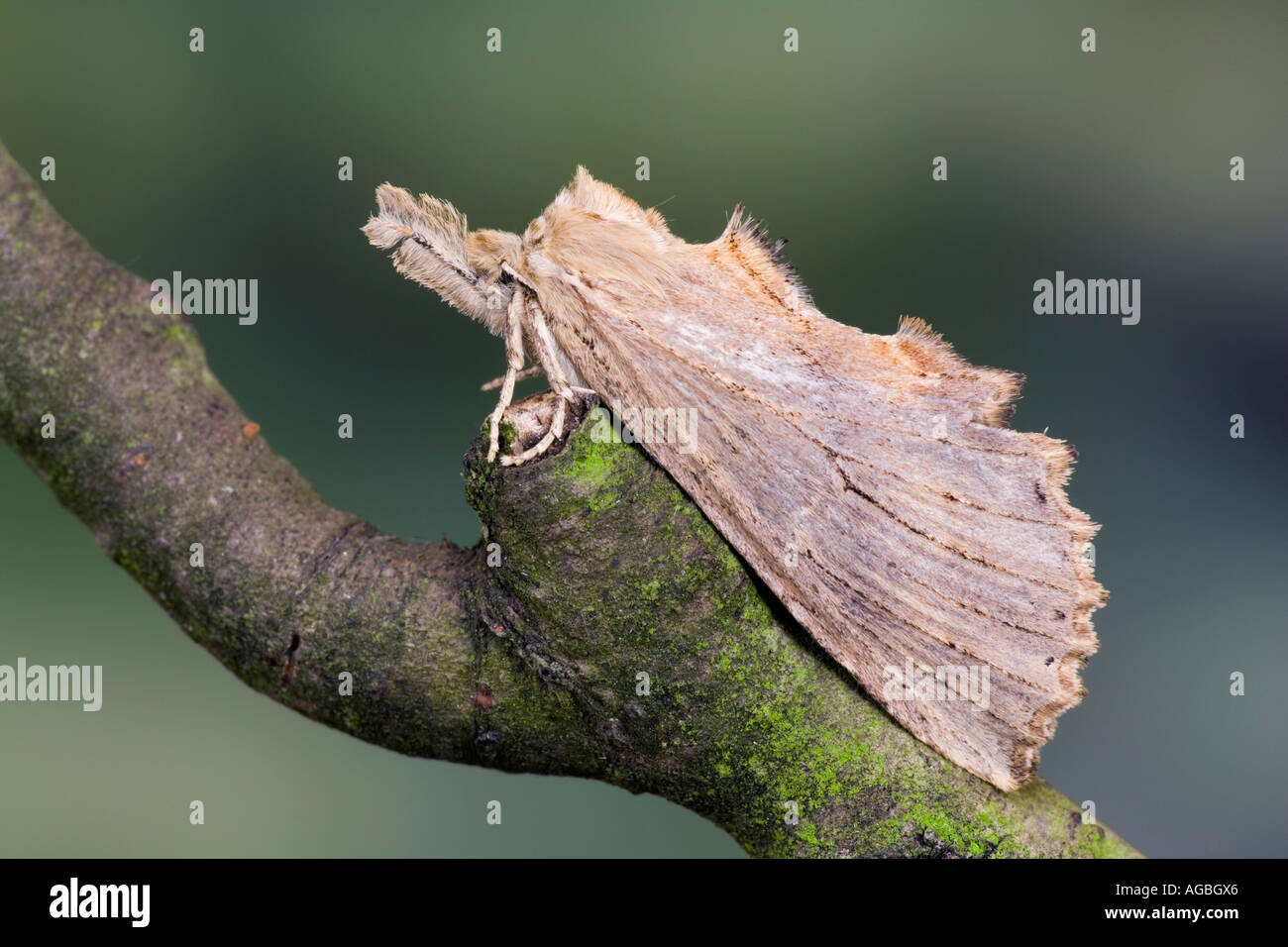 Pterostoma palpina pâle (premier plan) au repos on twig montrant marquages et Potton détail Bedfordshire Banque D'Images