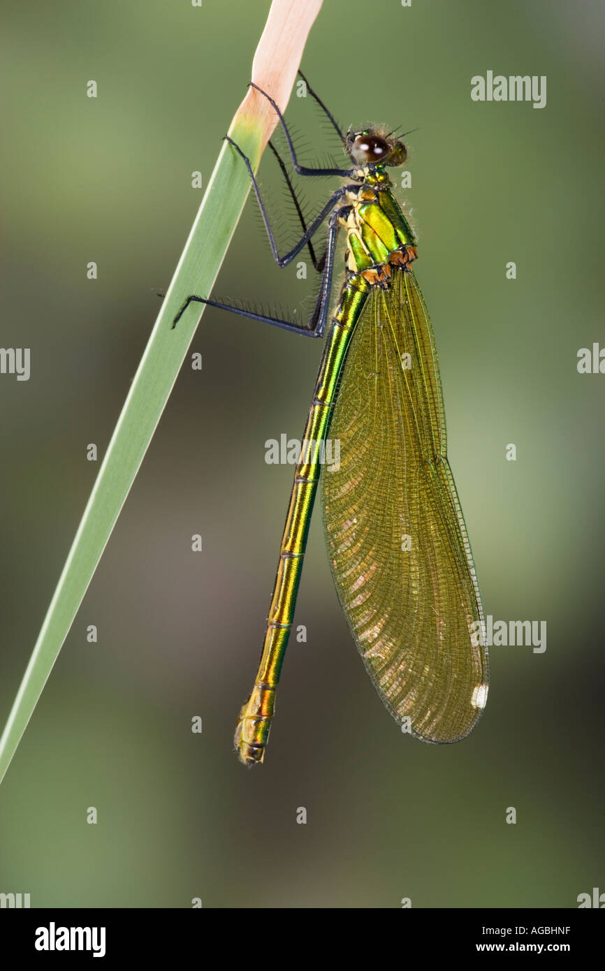 Demoiselle Calopteryx splendens femelle bagué également connu sous le nom de sable agrion bagués avec arrière-plan flou Banque D'Images