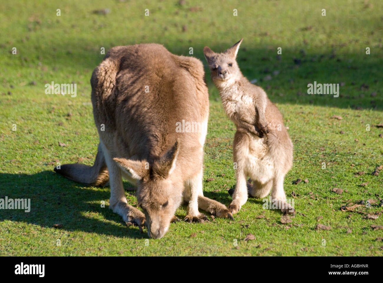 Un Wallaby roux avec un jeune joey grooming Banque D'Images