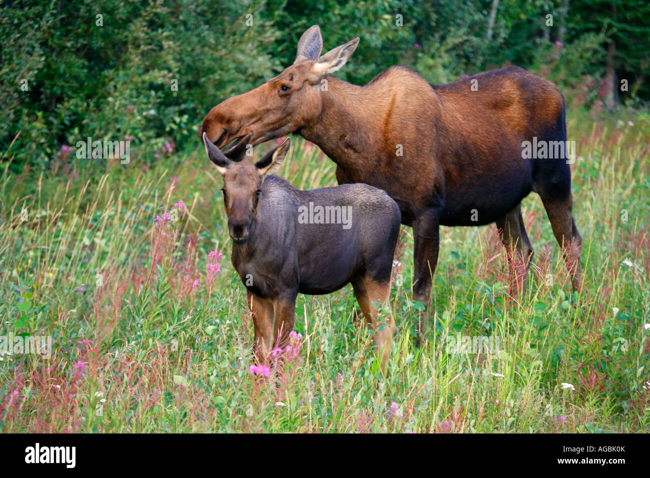 Une vache et son veau orignal Alaska Delta Junction Banque D'Images