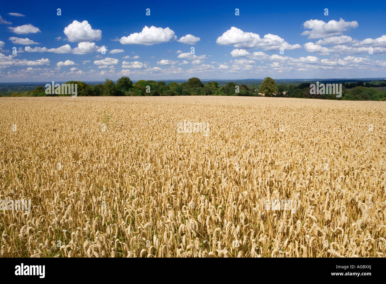 Champ de blé, Surrey UK Banque D'Images