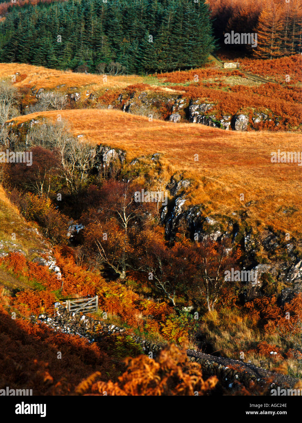 Automne Isle of Mull Banque D'Images