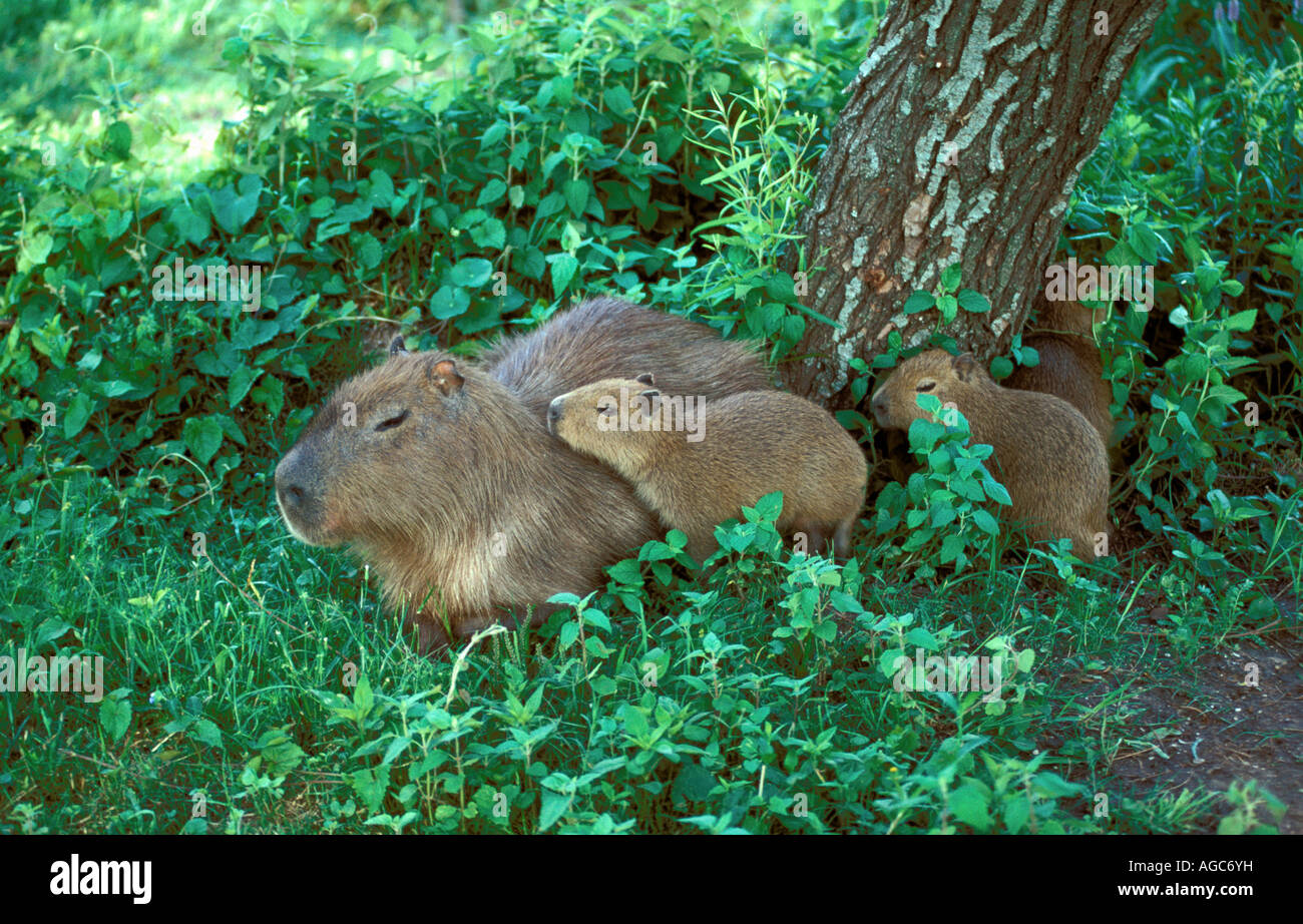 Brésil, Bélem, Capibara Hydrochoerus hydrochaeris famille en forêt Banque D'Images