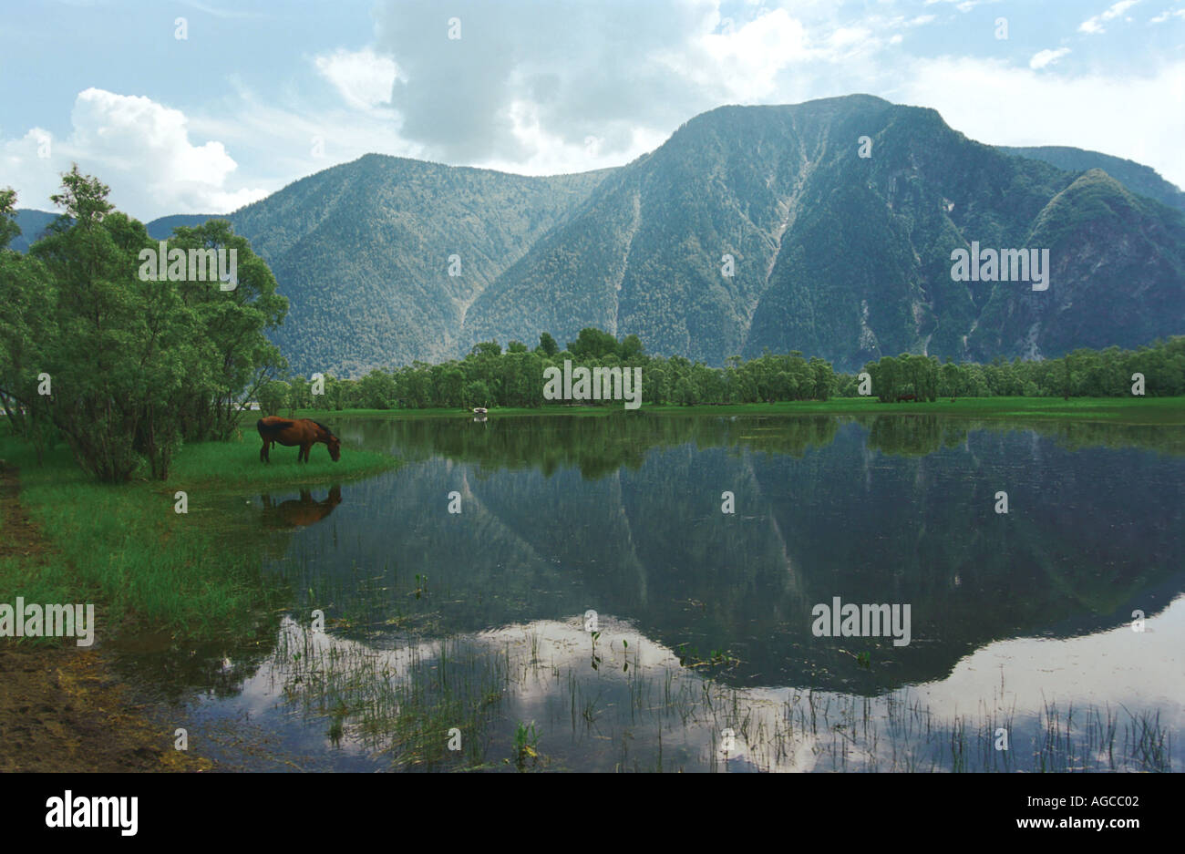 Un cheval broute à la côte du lac Teletskoye Russie l'Altaï Banque D'Images