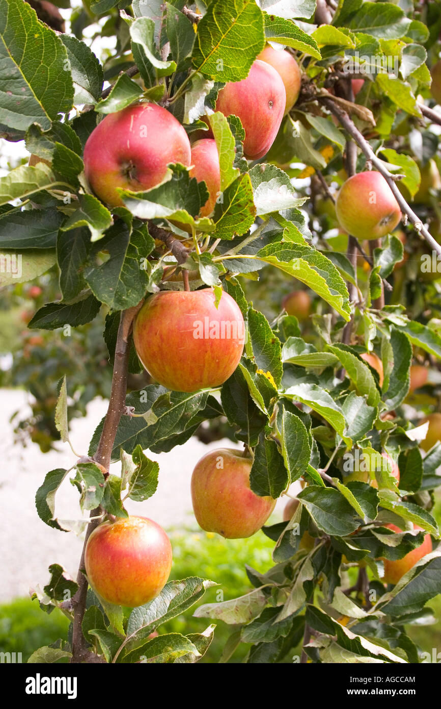 Les pommes qui poussent sur un arbre à la fin de l'été. Banque D'Images