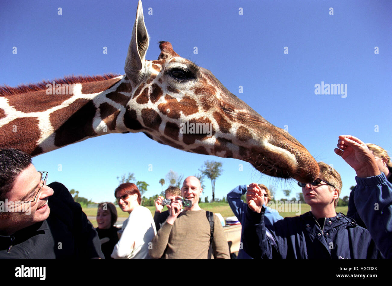Les touristes se nourrissent une girafe à Busch Gardens à Orlando la Floride Etats-Unis Banque D'Images