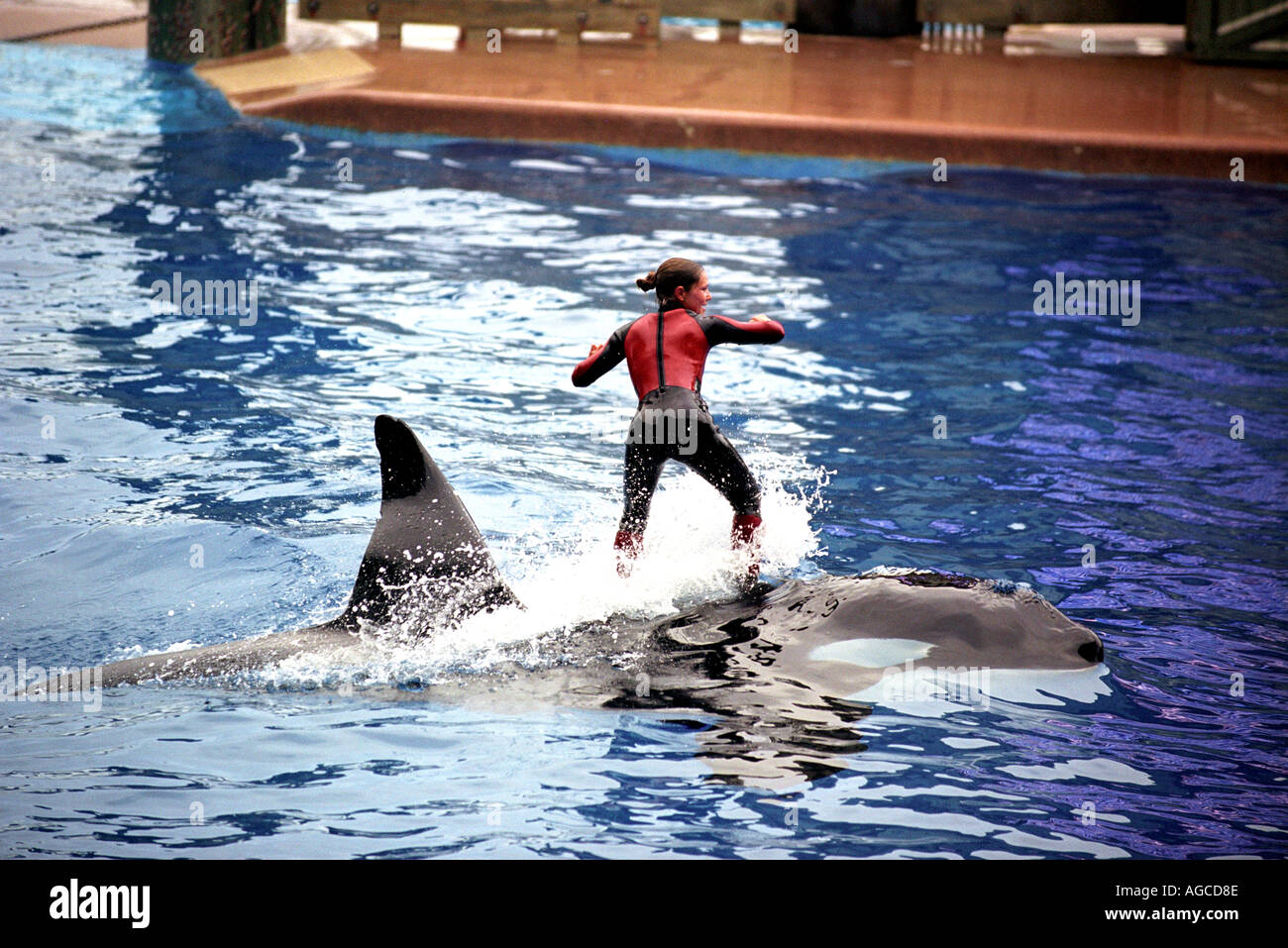 L'Orque Shamu Show à SeaWorld Orlando en Floride USA Banque D'Images