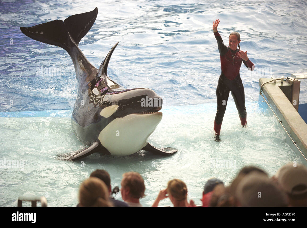 L'Orque Shamu Show à SeaWorld Orlando en Floride USA Banque D'Images