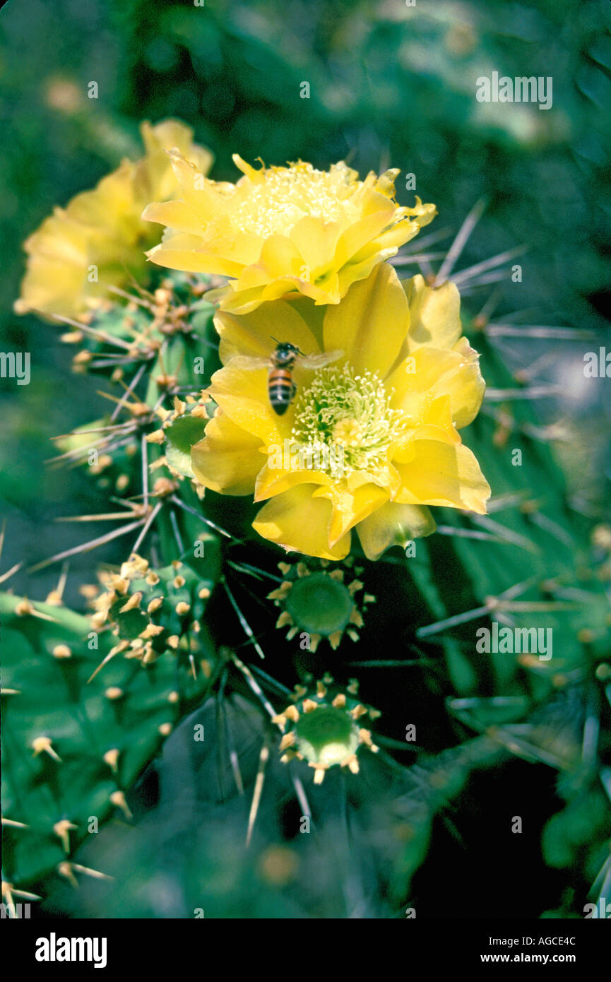 Fleur de cactus Opuntia Wentiana trouvés sur l'île de Curaçao Banque D'Images