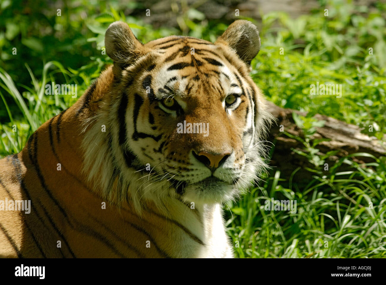 Siberian Tiger ou looking at camera Banque D'Images