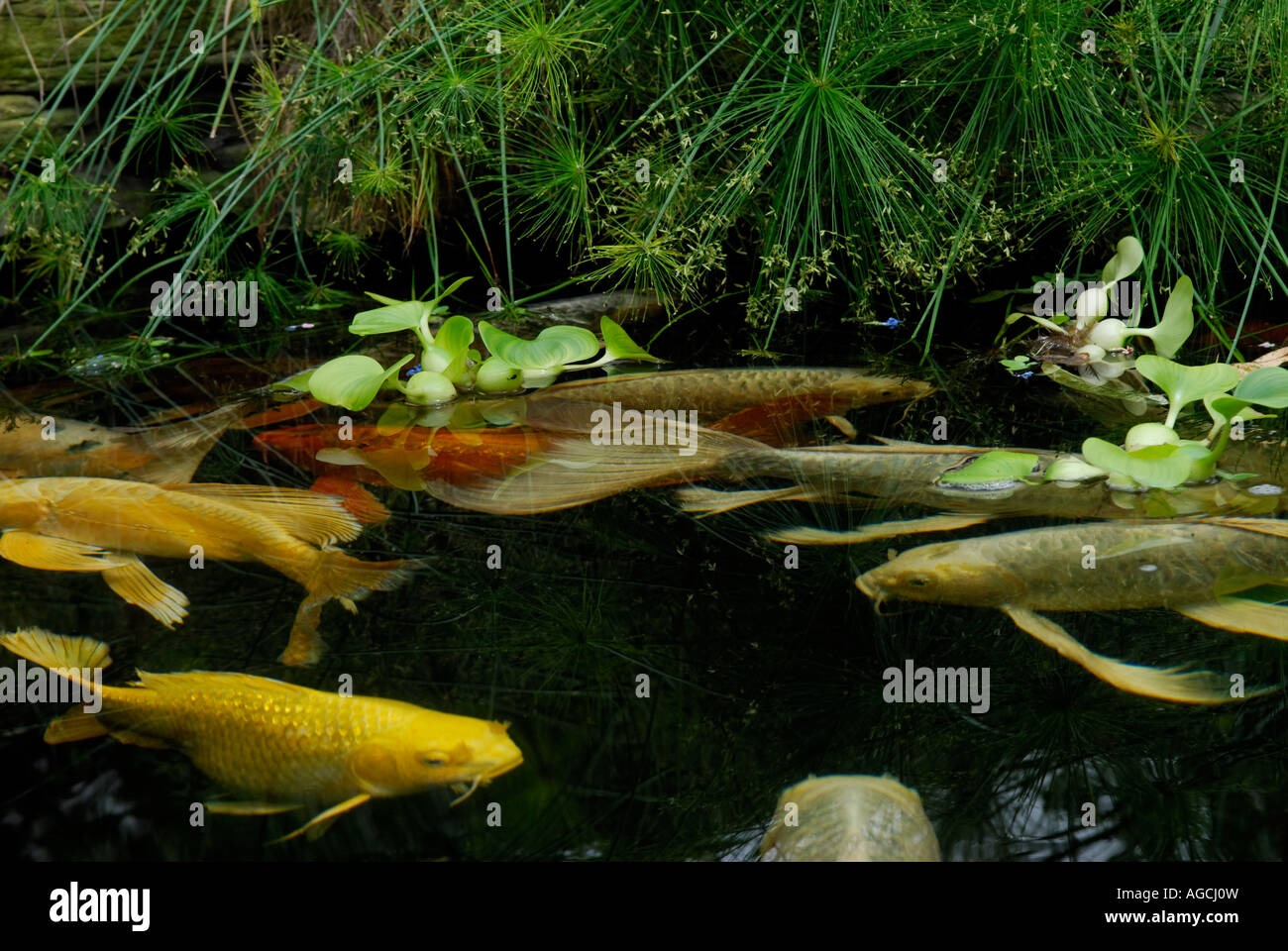 Butterfly Koi dans un jardin piscine l'espèce est une race de la carpe commune Cyprinus carpio connus pour leurs nageoires allongées Banque D'Images