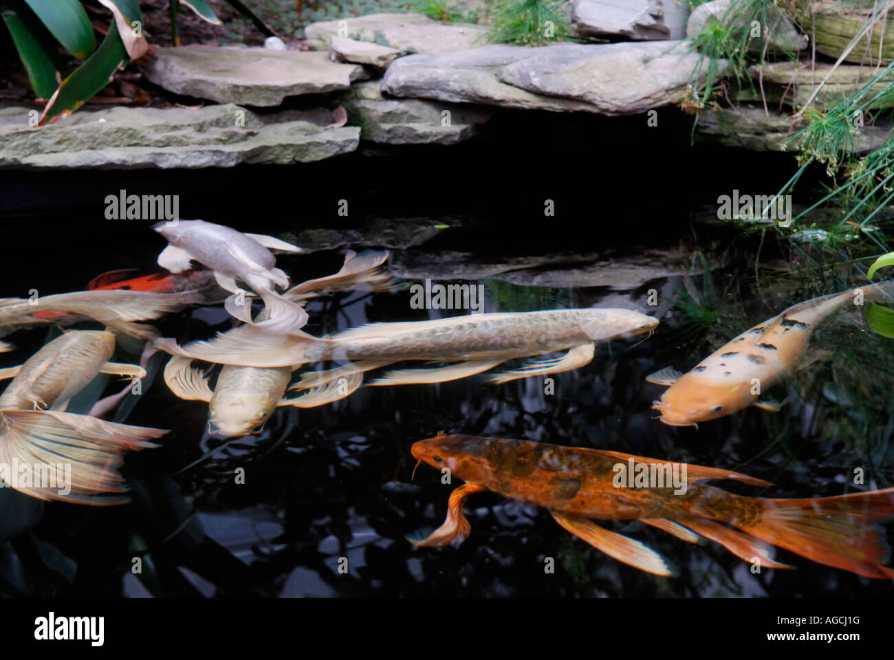 Butterfly Koi dans un jardin piscine l'espèce est une race de la carpe commune Cyprinus carpio connus pour leurs nageoires allongées Banque D'Images