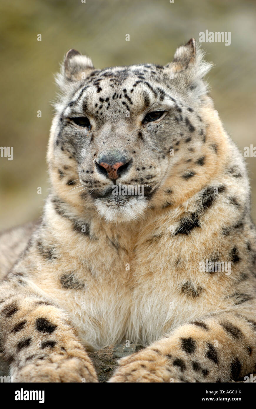 Portrait d'un léopard des neiges, le contenu et l'relaxiing Banque D'Images