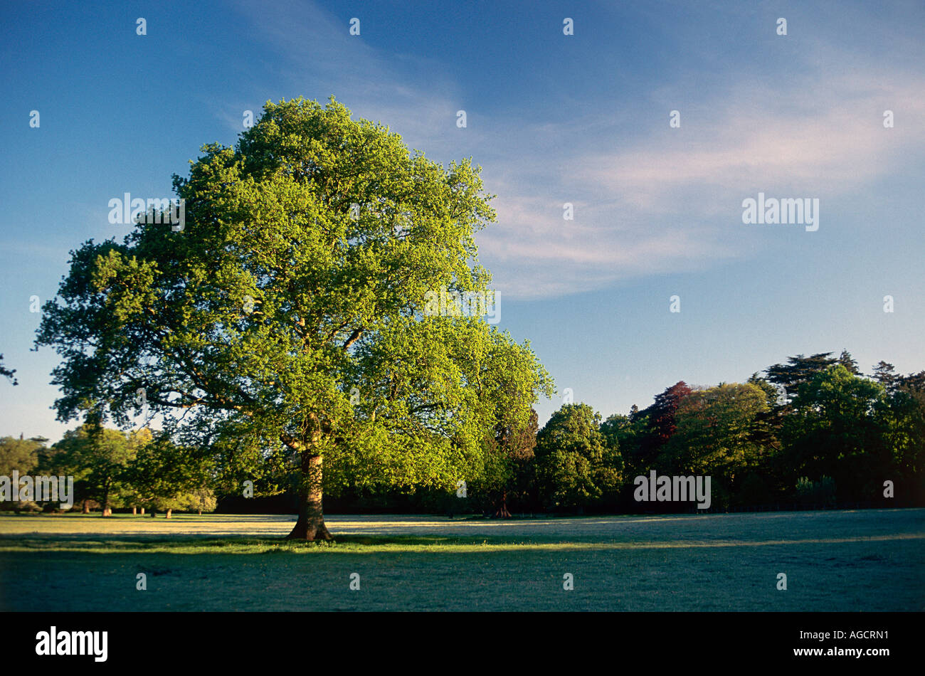 Un grand chêne à Westonbirt Arboretum Banque D'Images