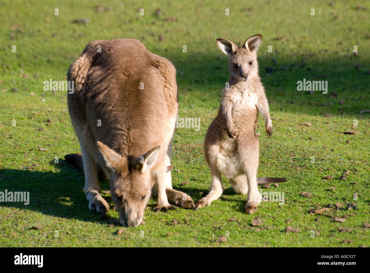 Un Wallaby roux avec un jeune joey grooming Banque D'Images