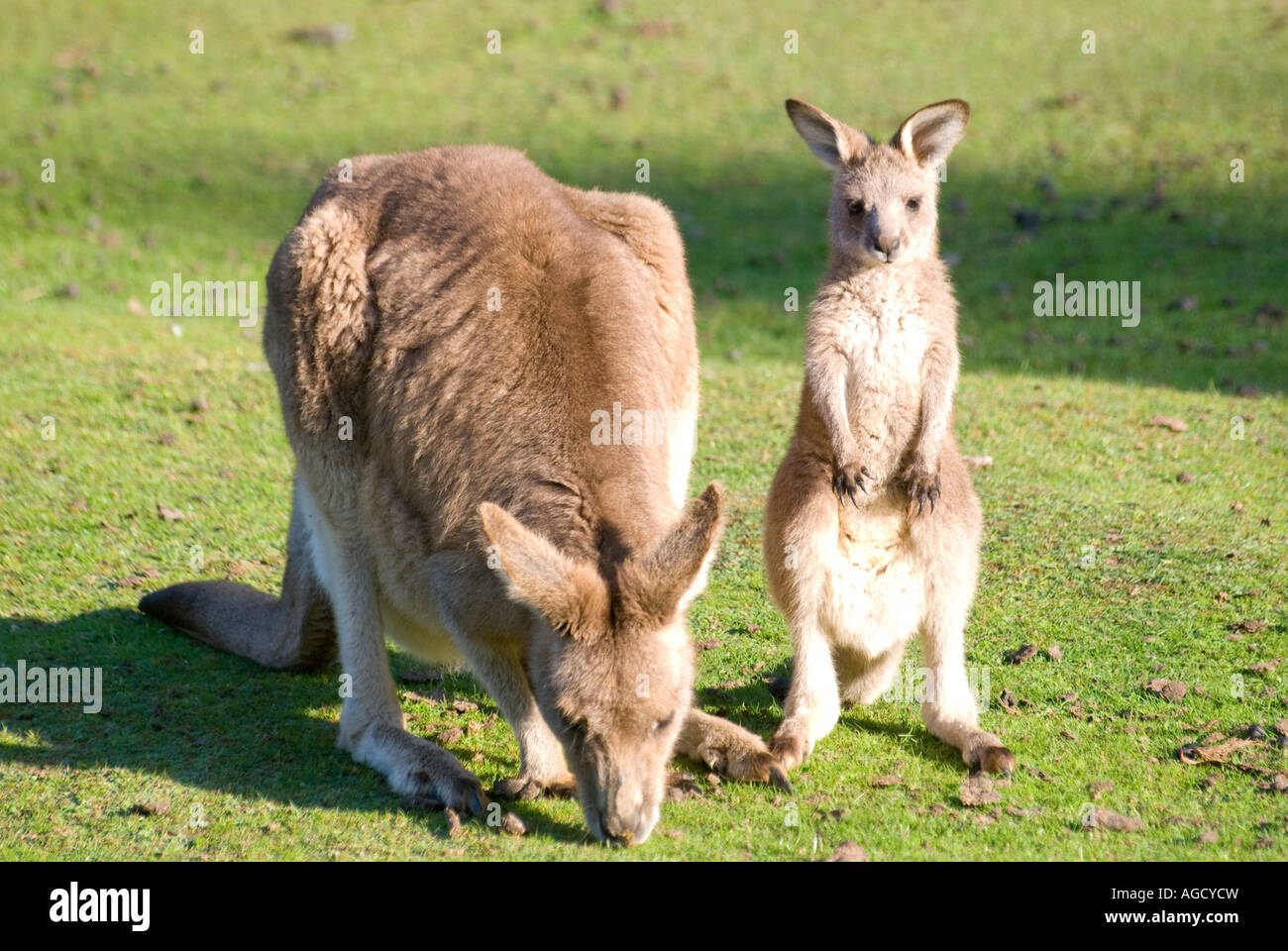 Un Wallaby roux avec un jeune joey grooming Banque D'Images