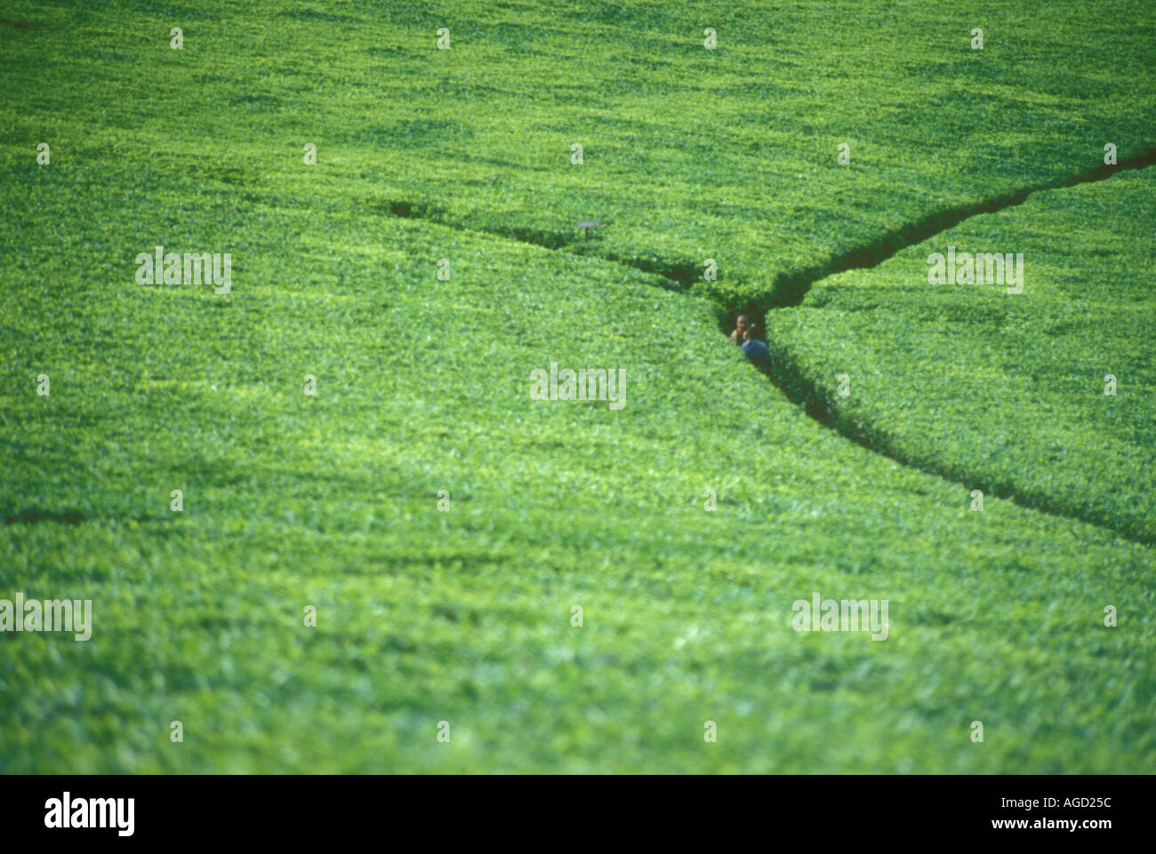 Plantation de Thé Camellia sinensis de Kiambu au Kenya Banque D'Images