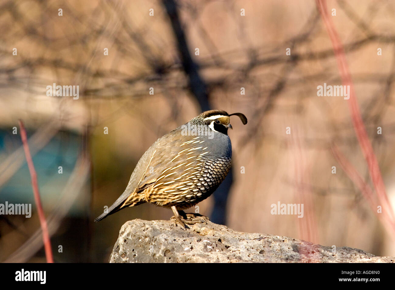 Colin de Californie. Banque D'Images