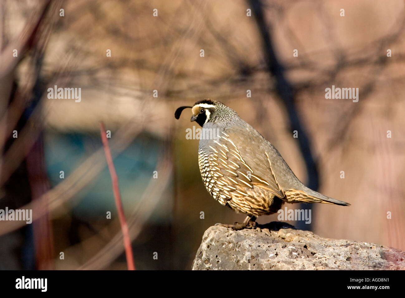 Colin de Californie. Banque D'Images