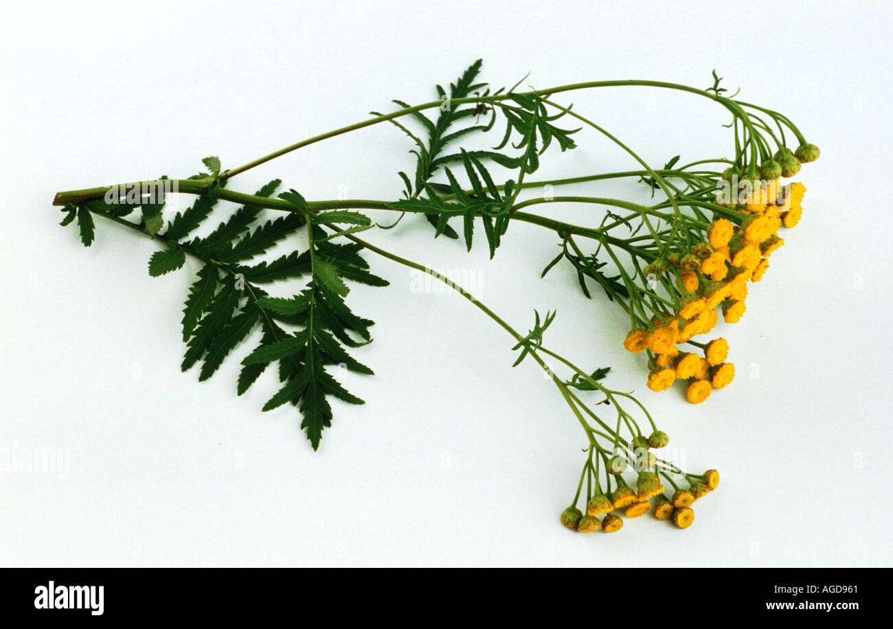 Plantes médicinales tanaisie commune tanacetum vulgare Rainfarn Banque D'Images