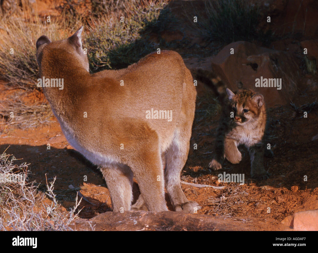 Mountain Lion Cub et Mère Banque D'Images