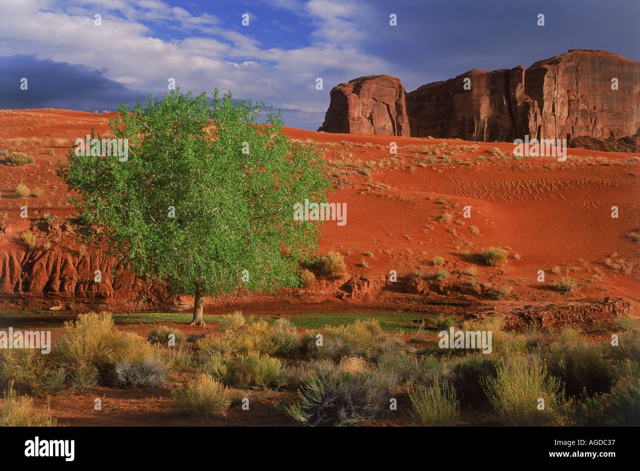 Les arbres cottonwood à Monument Valley au lever du soleil Banque D'Images