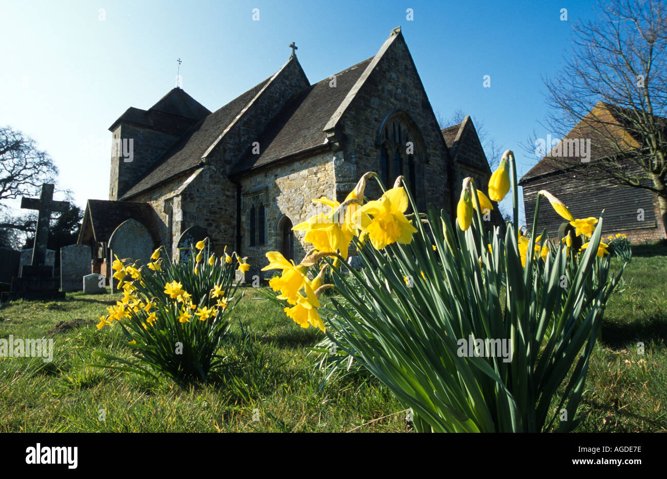 Les jonquilles dans l'église paroissiale de Penhurst cimetière East Sussex England Royaume-Uni Grande-Bretagne Banque D'Images