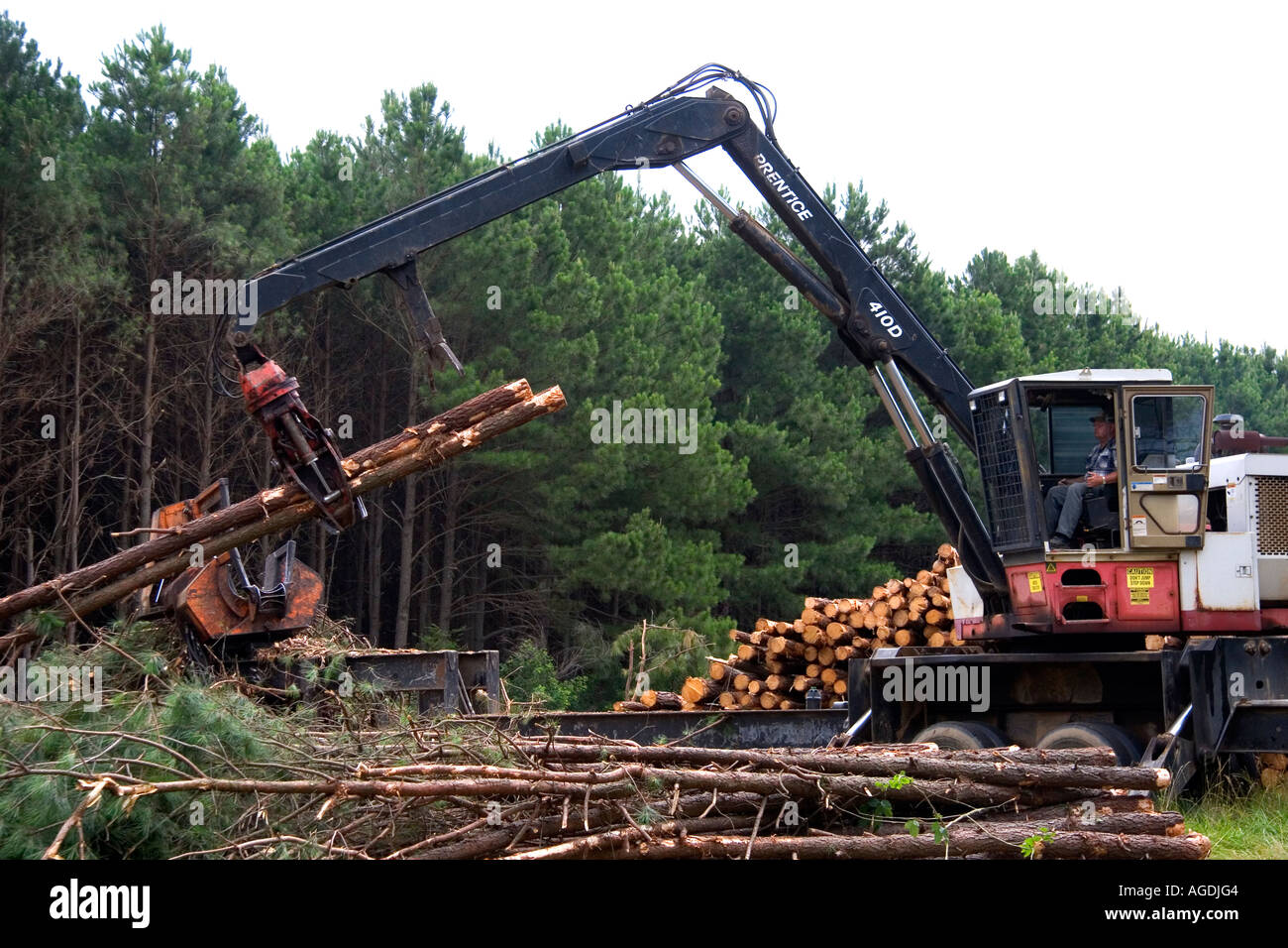 Une opération forestière sur une plantation de pins près de Griffithville, dans le centre est de l'Arkansas. Banque D'Images
