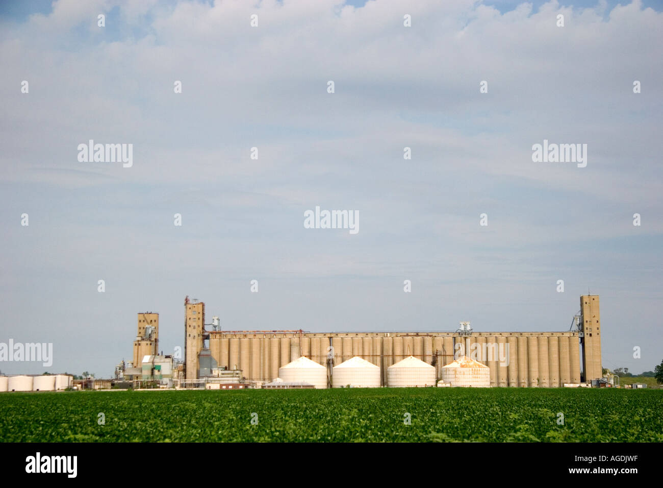 Champ de haricots de soja et de silos à grains le long du fleuve Mississippi à Helena, Arkansas. Banque D'Images