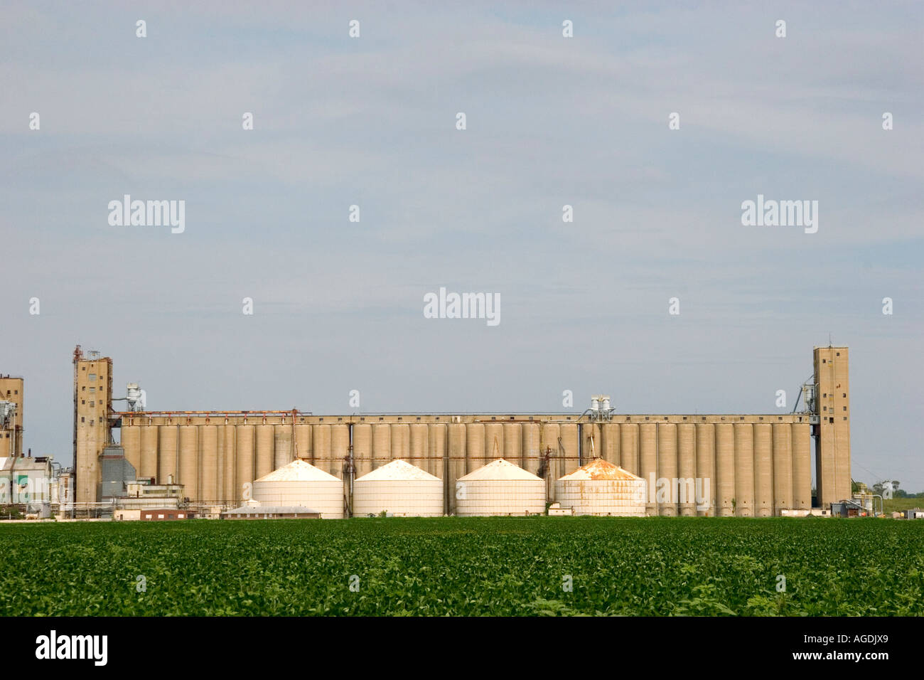 Champ de haricots de soja et de silos à grains le long du fleuve Mississippi à Helena, Arkansas. Banque D'Images