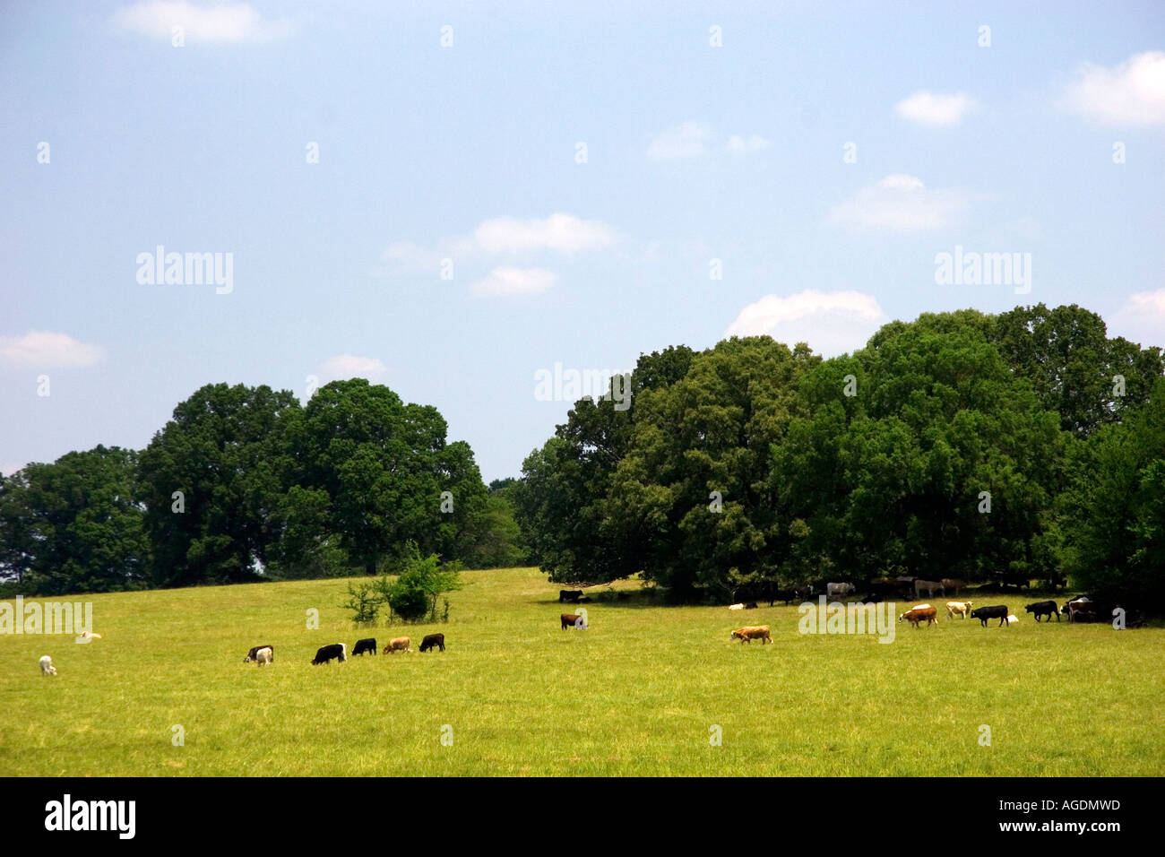 Le pâturage du bétail dans un pâturage le long de la route US 72, dans le nord du Mississippi. Banque D'Images