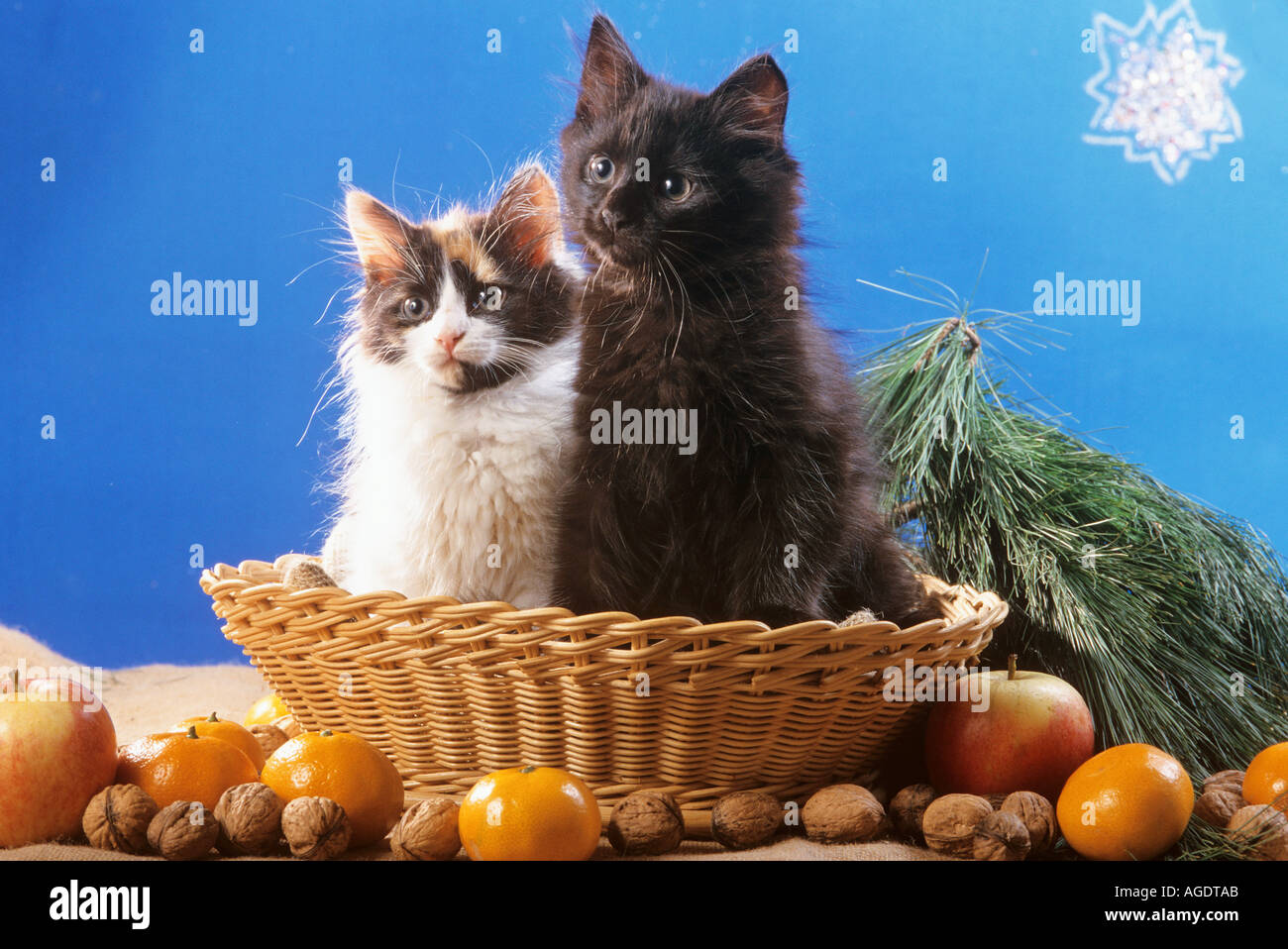 Deux chatons Maine Coon dans panier - Noël Banque D'Images