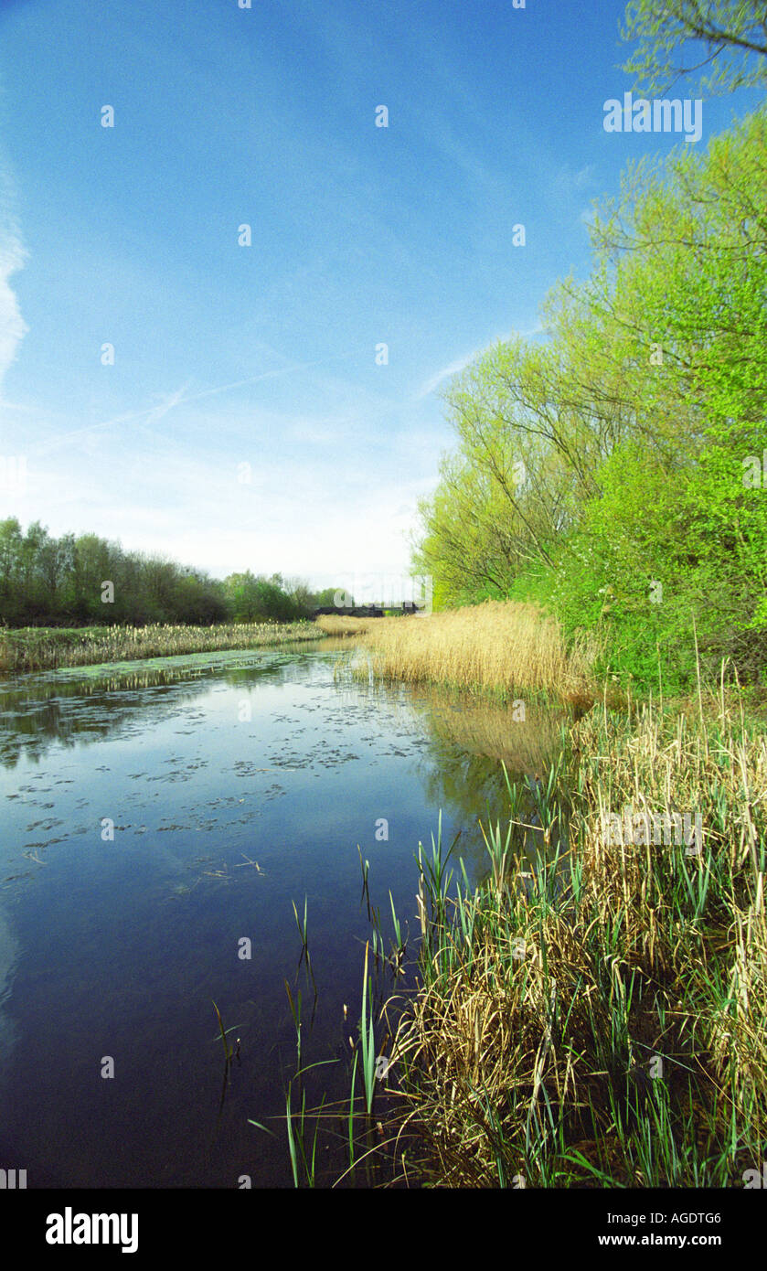 Réserve naturelle des zones humides, Sankey Valley Park, Warrington, England Banque D'Images