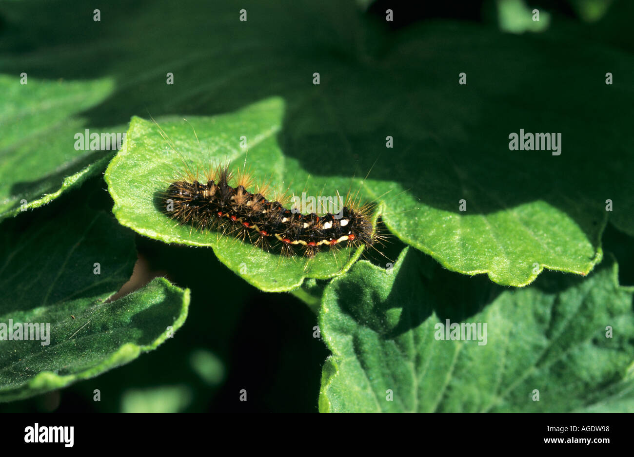 Noeud papillon herbe Acronicta rumicis Caterpillar Banque D'Images