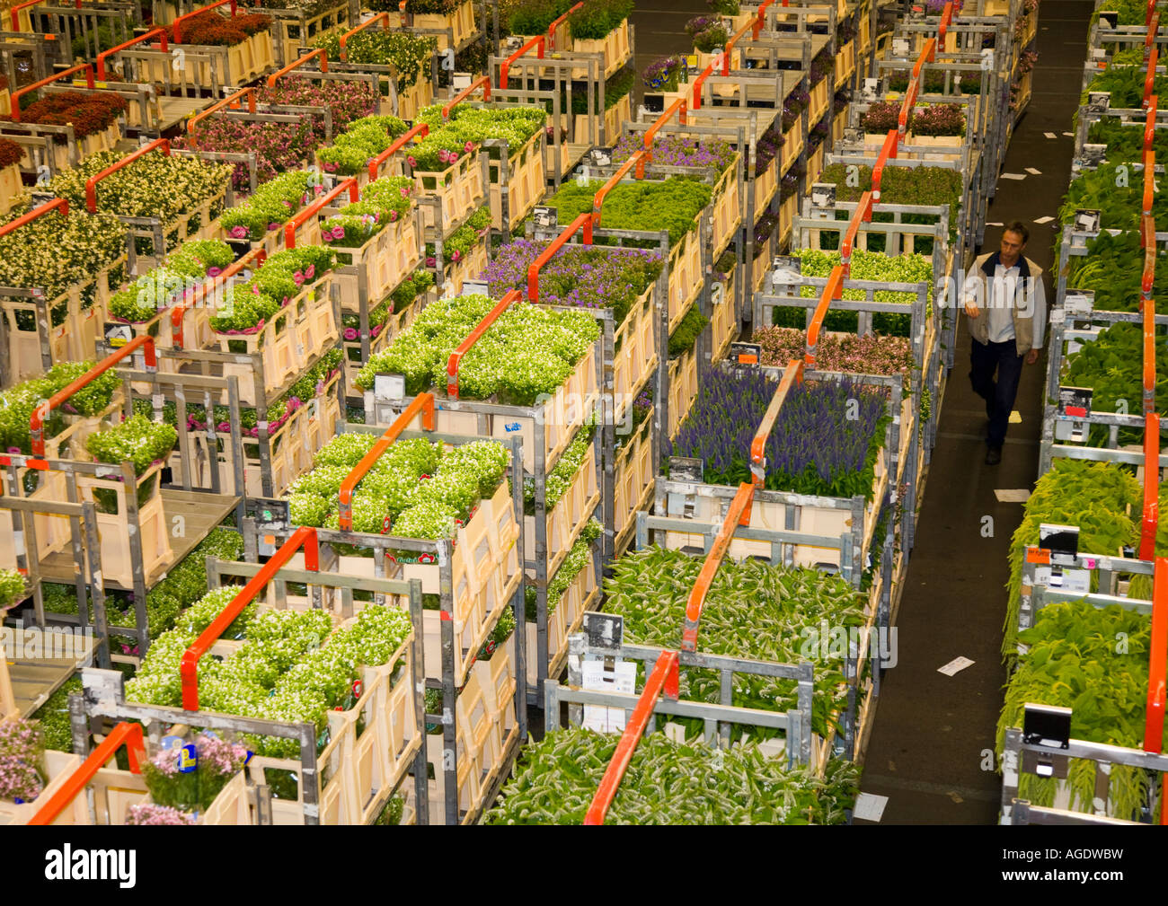 Plantes et fleurs d'être déplacé sur les chariots à Aalsmeer Bloemenveiling Banque D'Images