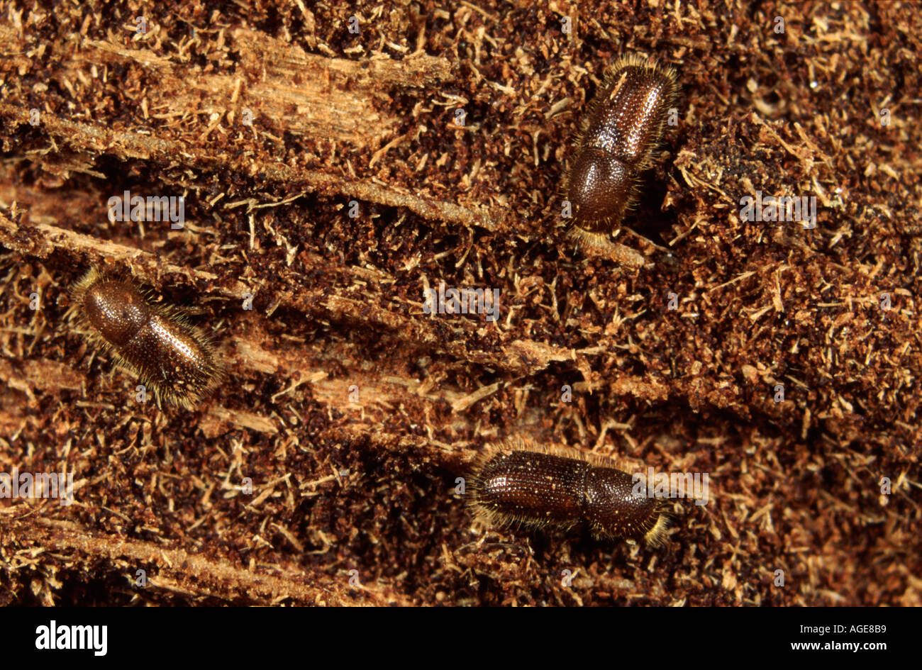 Photomicrographie de scolytes de l'Ambrosia Xyleborus sp. dans la galerie en bois arbre mort Banque D'Images