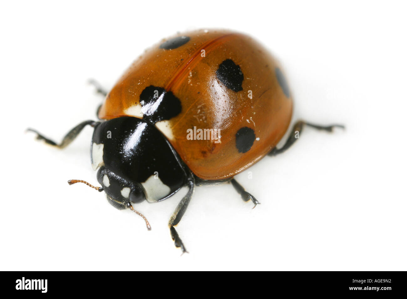 Close up de la Coccinelle à sept points, Coccinella septempunctata, sur fond blanc Banque D'Images
