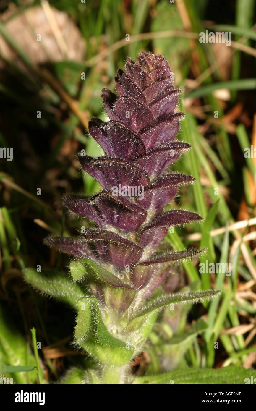 Ajuga pyramidalis fleur Banque D'Images
