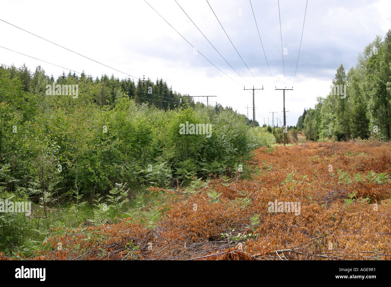 Les lignes d'alimentation sur une forêt coupée Banque D'Images