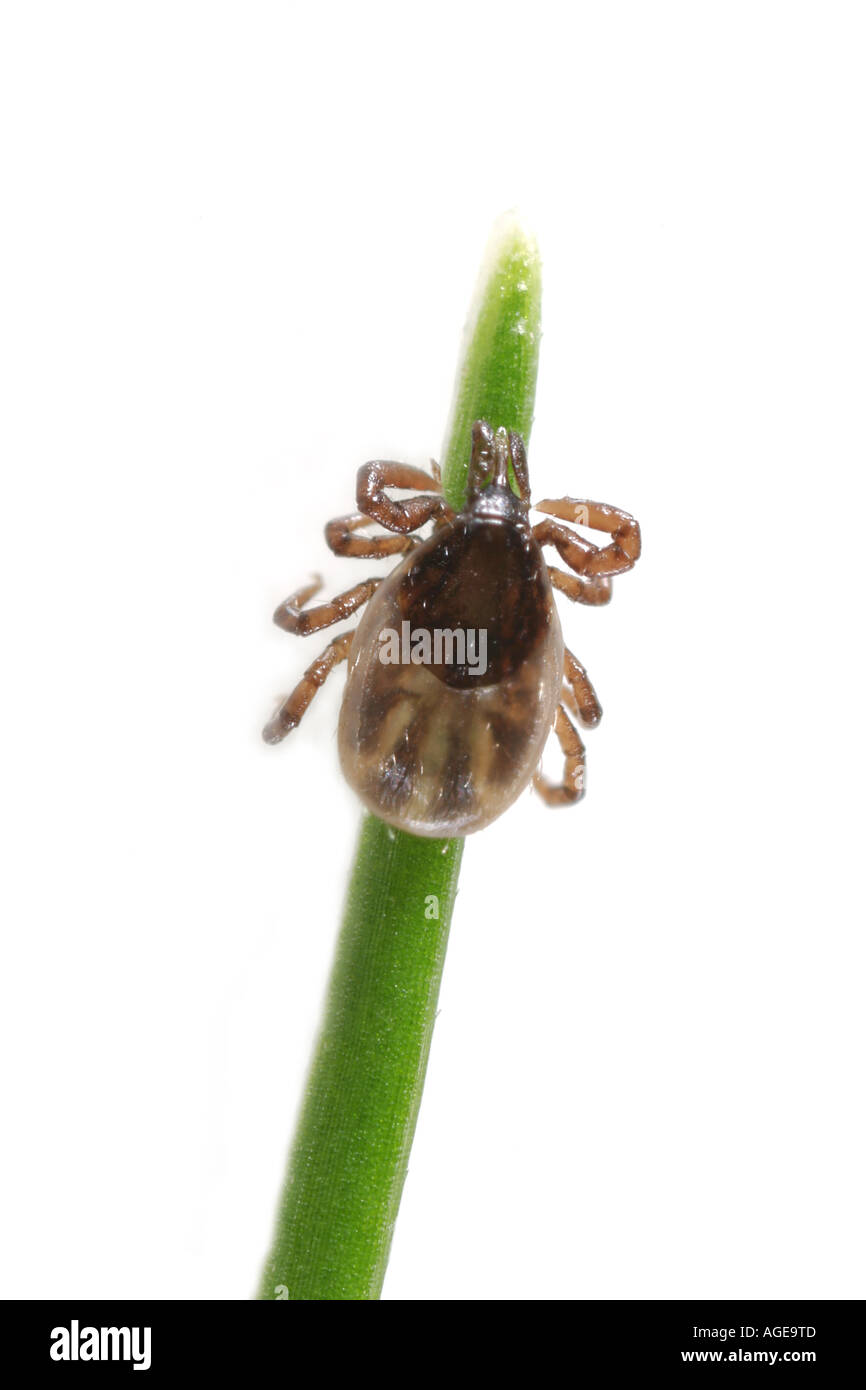 Petit tick dans son stade nymphe assise sur une paille de l'herbe en attente d'un animal à sang chaud à saisir sur Banque D'Images