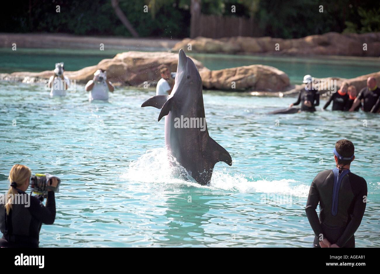 Dolphin fonctionne à Discovery Cove en Floride USA Banque D'Images