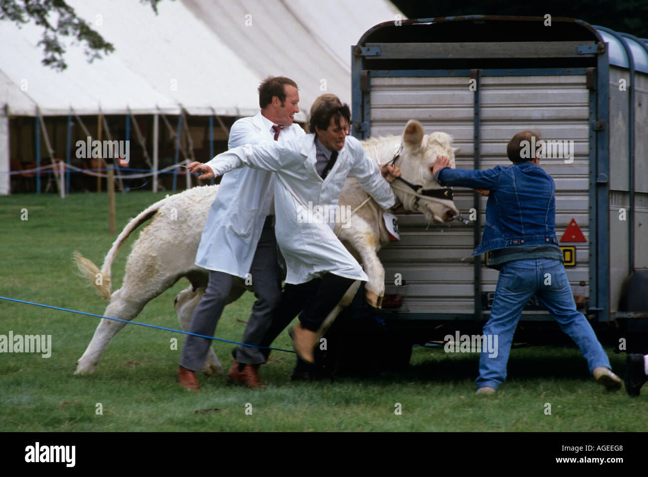 Génisse indisciplinés comté anglais Show Banque D'Images