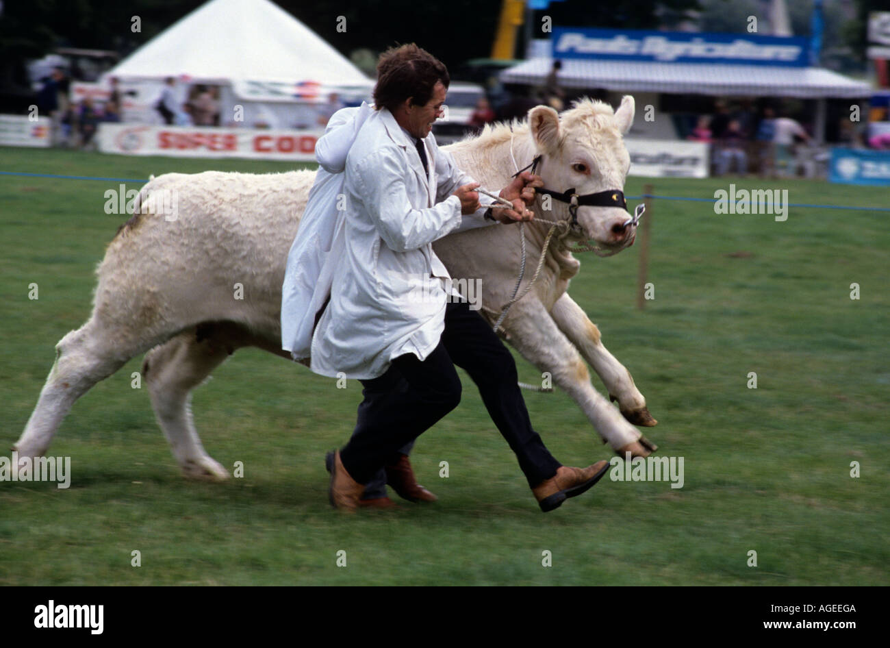 Génisse indisciplinés comté anglais Show Banque D'Images