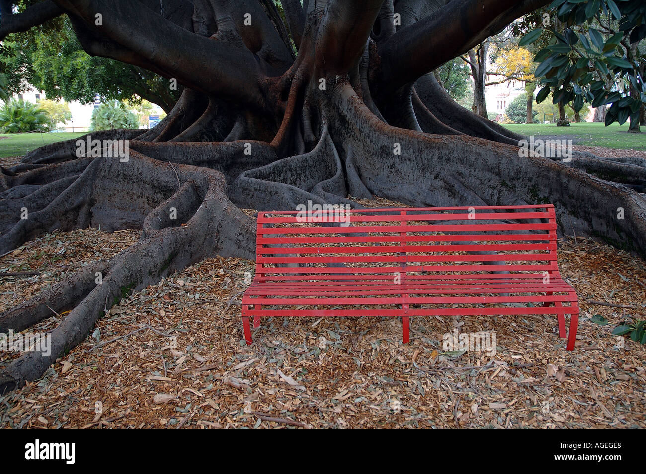 Banc de parc rouge sous la baie de Moreton énorme figuier Ficus macrophylla Parc Kings Perth Western Australia Banque D'Images