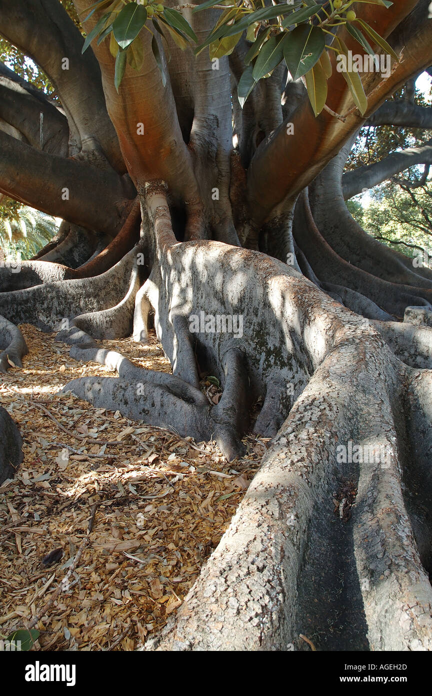Les racines contrefort énorme d'un énorme Moreton Bay Fig Tree Ficus macrophylla Banque D'Images