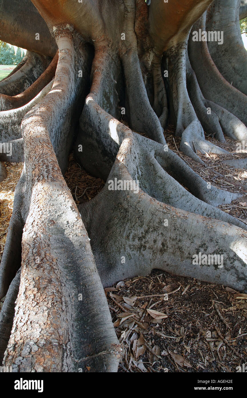 Les racines contrefort énorme d'un énorme Moreton Bay Fig Ficus macrophylla Banque D'Images