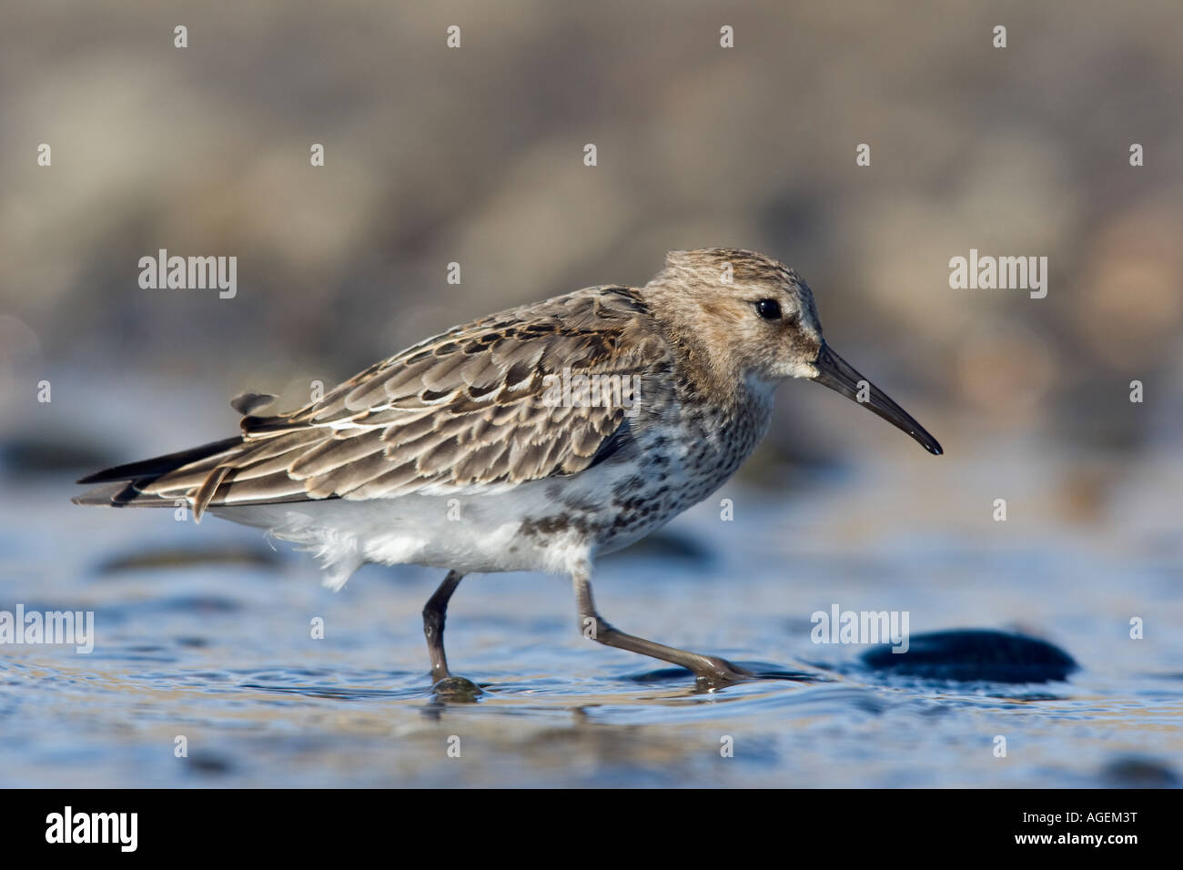 Le bécasseau variable Calidris alpina se nourrir dans la piscine plage Salthouse Norfolk Banque D'Images