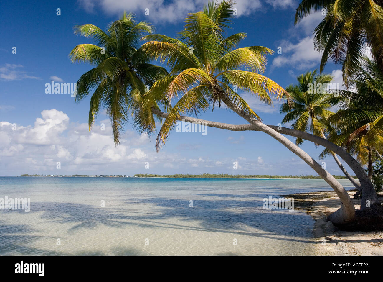Île tropicale dans les Tuamotu îles de la polynésie française dans le Pacifique Sud Banque D'Images